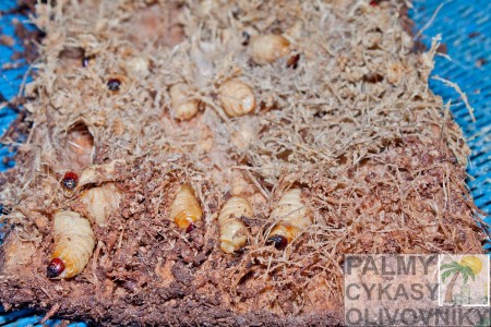larvy nosánika palmového
