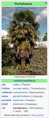 Trachycarpus Fortunei - parametre