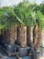 Trachycarpus Fortunei kmeň 80-100cm, 180-230cm výška