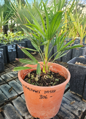 Trachycarpus Fortunei semenáč 5Lt.
