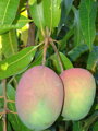 Mango výška 120-140cm