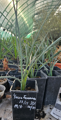 Yucca Faxoniana - semenáč 2Lt.
