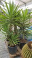 Yucca Jewel Elmila 140-160cm