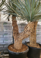 Yucca Rigida Ramificada výška 150-175cm