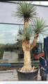 Yucca Rigida Ramificada výška 275-300cm