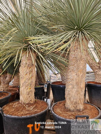 Yucca Linearifolia  Galeana výška 150-175cm 65 litrov