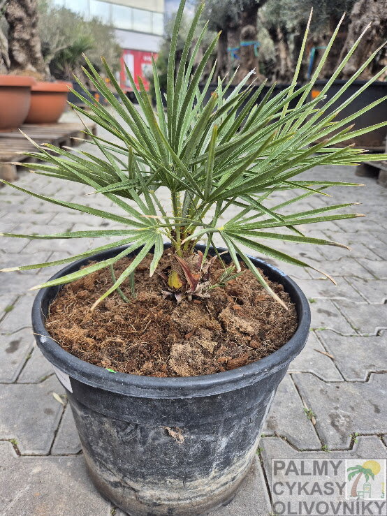 Chamaerops Humilis semenáč 15L Chamaerops Humilis semenáč 15L