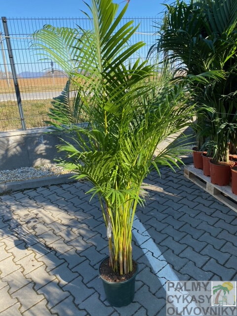 Areca - Dypsis Lutescens výška 125-150cm 8l