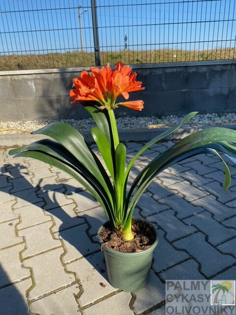 Klívia - Clivia miniata 40-50cm