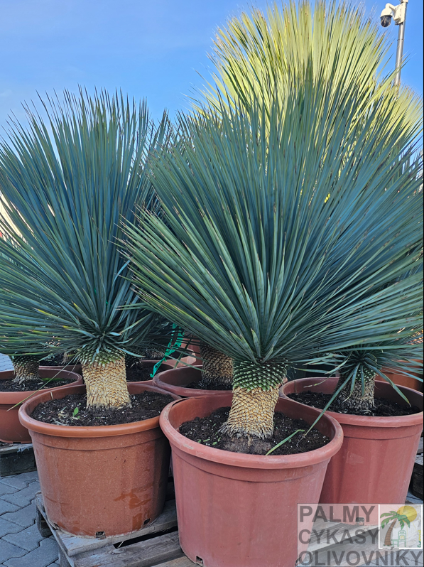 Yucca rostrata výška 100-125cm